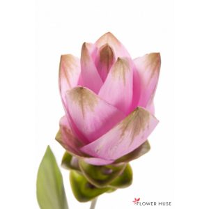curcuma-flower-pink-2