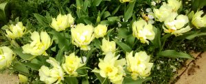 4月15日（土）、20日  (木）レッスン