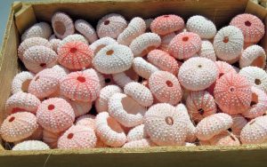 ウニです。